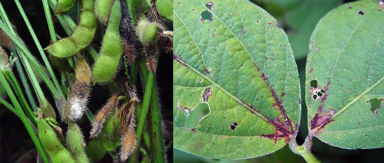 Sintomas causados pelo fungo Colletotrichum truncatum observados nas folhas da soja.