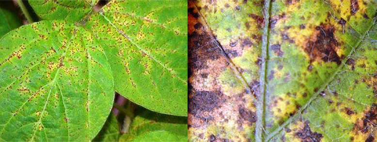Sintomas causados pelo fungo Phakopsora pachyrhizi observados nas folhas da soja.