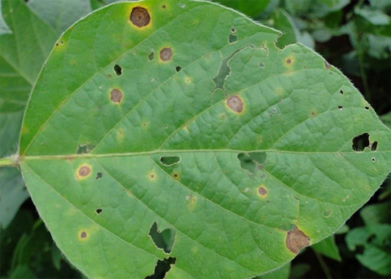 Sintomas causados pelo fungo Corynespora cassiicola observados nas folhas da soja