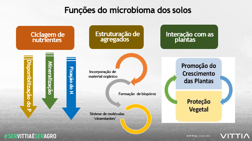 Funções do microbioma dos solos