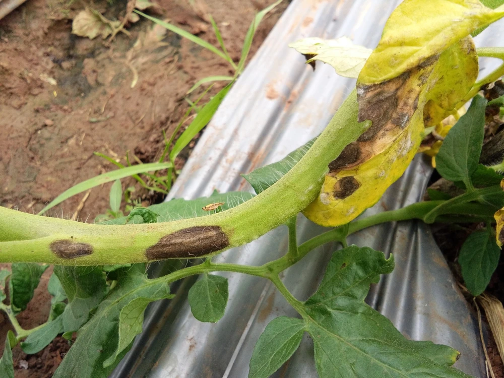 Sintoma de pinta-preta na planta de tomate