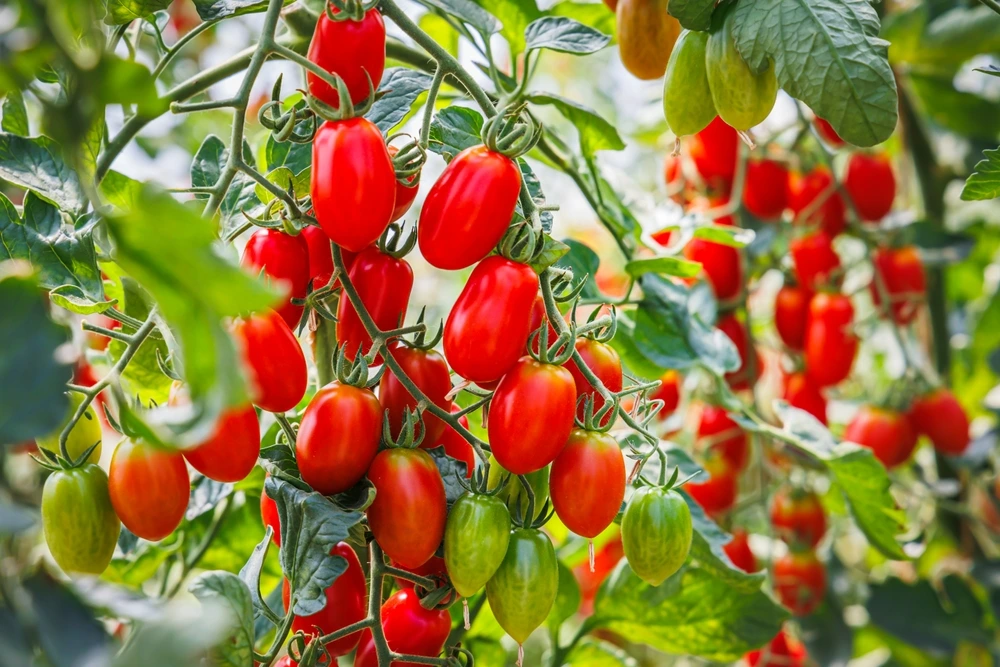planta de tomate com vários frutos
