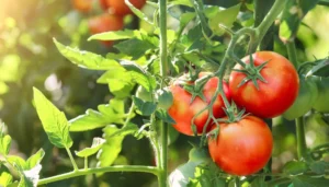 planta de tomate