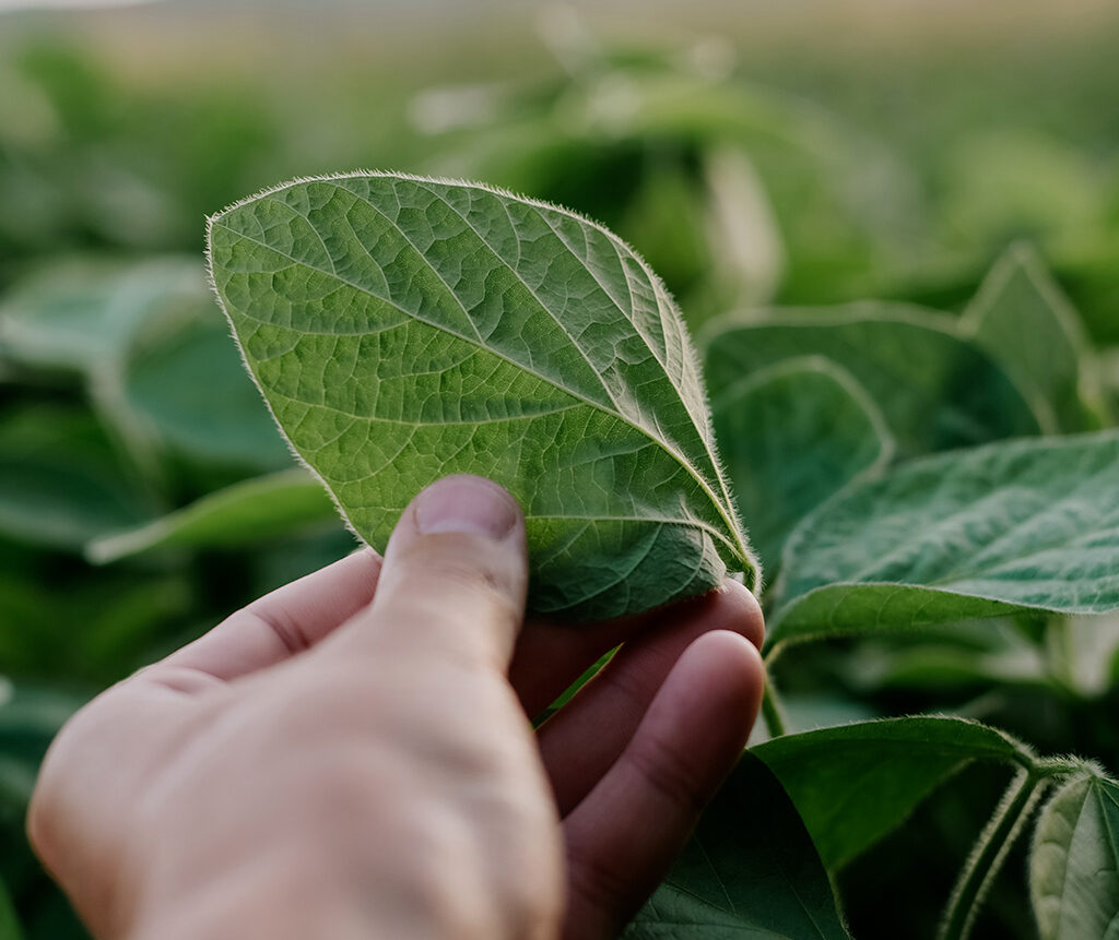 doenças na soja