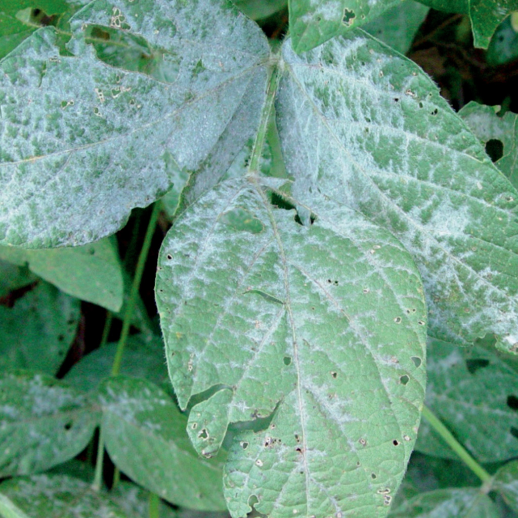 oídio doença foliar na soja