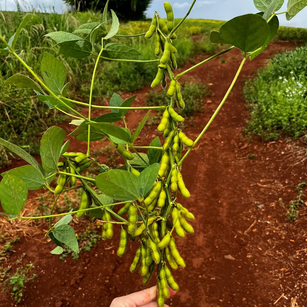 soja biovittia