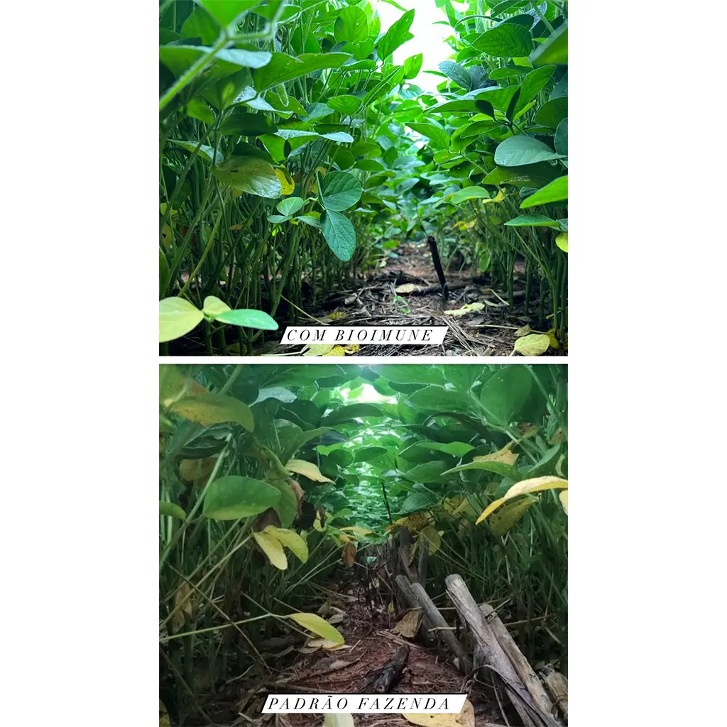 Bio-Imune na soja