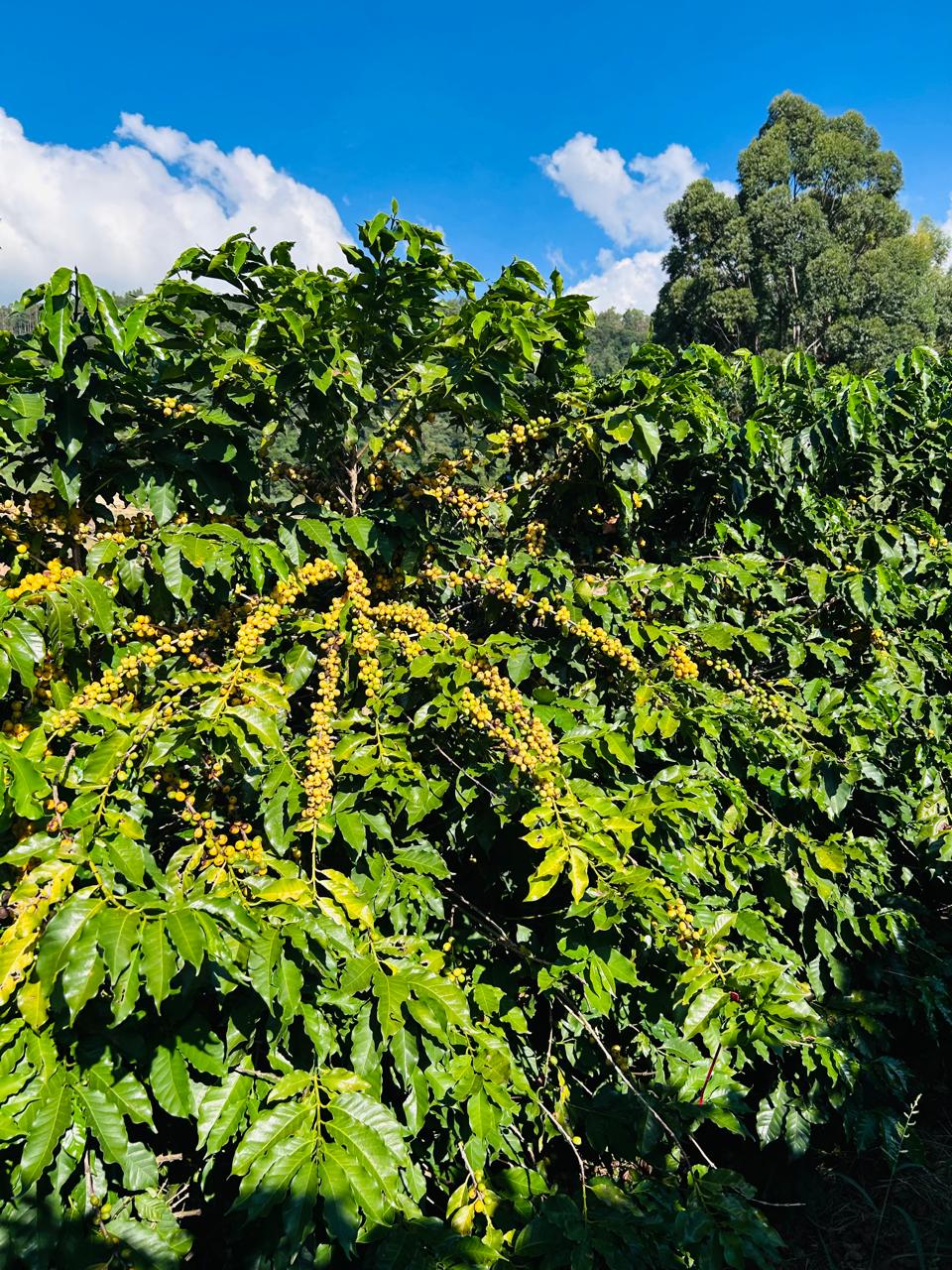 Comparativo de eficiência Grão de Vittia.