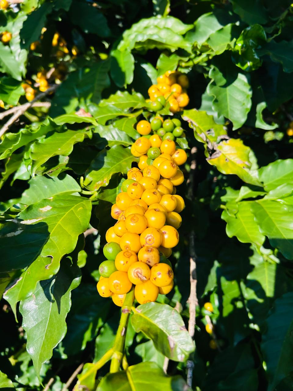 Padrão de grãos de fazenda.