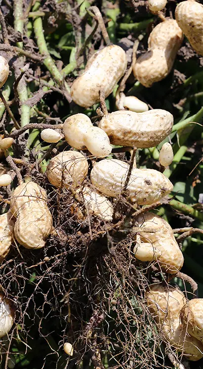 Plantações de amendoim em solo fértil, destacando o uso de bioinsumos Vittia para produtividade e sanidade da cultura.