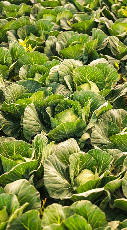 Cultivo de brássicas, como couve e brócolis, evidenciando o uso de bioinsumos Vittia para controle natural de pragas e doenças.