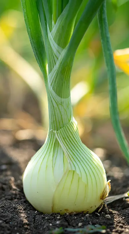 Cebolas cultivadas em solo fértil, ilustrando o uso de bioinsumos Vittia para nutrição e defesa das plantas.