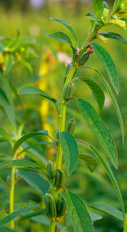 Plantação de gergelim em florescimento, ilustrando a cultura oleaginosa e o uso de soluções sustentáveis Vittia.