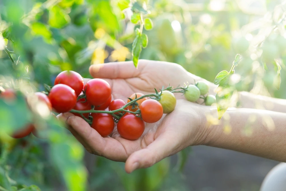 Mãos segurando tomates que ainda estão no pé