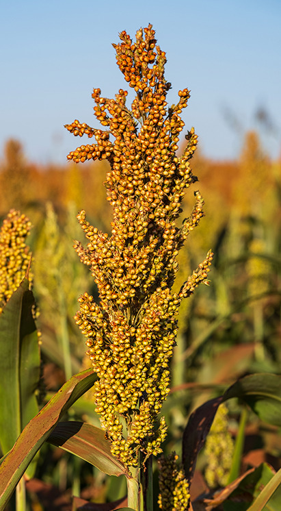 Plantação de sorgo com panículas douradas, representando a cultura e o manejo fitossanitário biológico Vittia.
