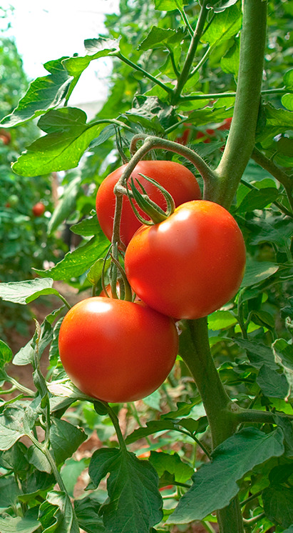 Tomates maduros na planta, ilustrando o uso de bioinsumos Vittia para o manejo natural de pragas e doenças.