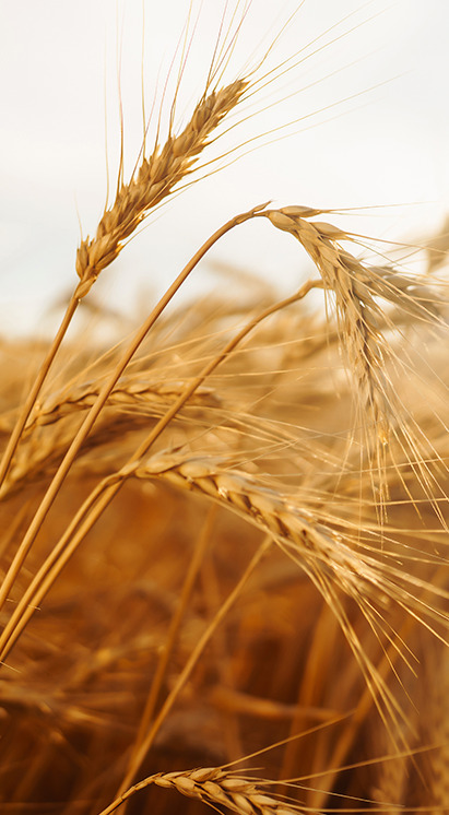 Campo de trigo pronto para colheita, representando a cultura de cereais e as soluções biológicas Vittia para proteção e vigor das plantas.