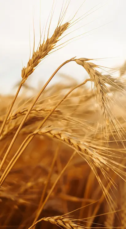 Campo de trigo pronto para colheita, representando a cultura de cereais e as soluções biológicas Vittia para proteção e vigor das plantas.