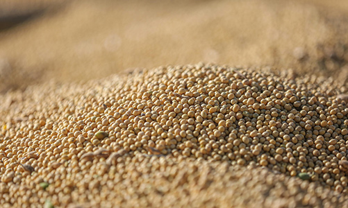 Linha de produto em destaque